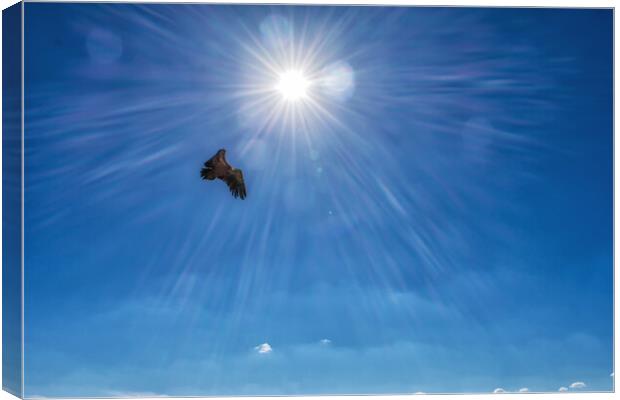 griffon vulture flying in front of a radiant sun in the blue sky Canvas Print by David Galindo