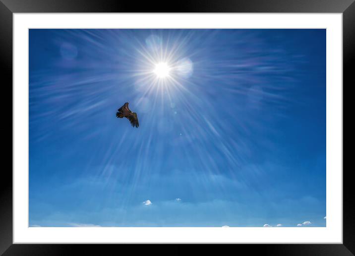 griffon vulture flying in front of a radiant sun in the blue sky Framed Mounted Print by David Galindo