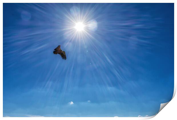 griffon vulture flying in front of a radiant sun in the blue sky Print by David Galindo
