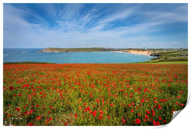 poppies at crantock and polly joke  cornwall Print by Eddie John