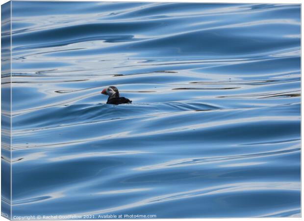 Puffin at Sea Canvas Print by Rachel Goodfellow