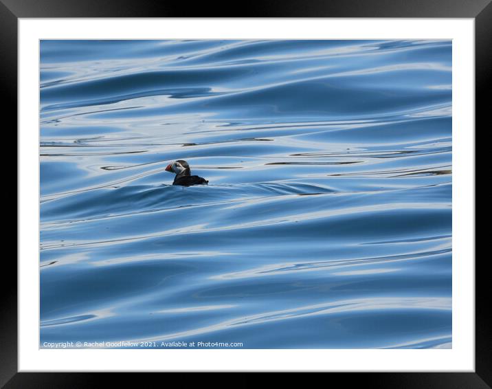 Puffin at Sea Framed Mounted Print by Rachel Goodfellow