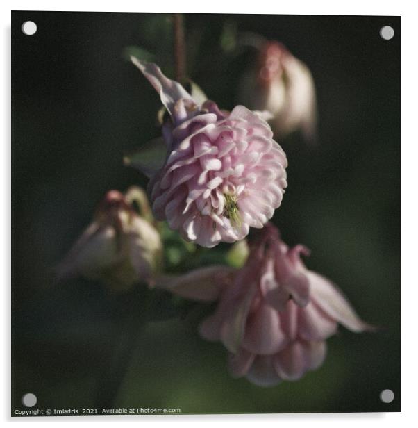 Soft Pale Pink Aqueligia Flower Acrylic by Imladris 