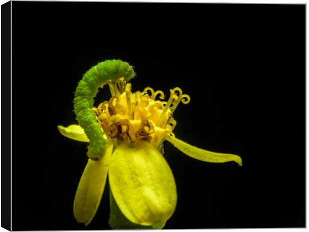 Green caterpillar with yellow flower Canvas Print by Maggie Bajada