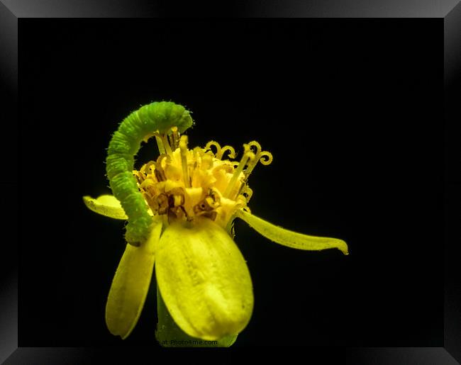 Lovely Green Caterpillar on yellow flower black ba Framed Print by Maggie Bajada