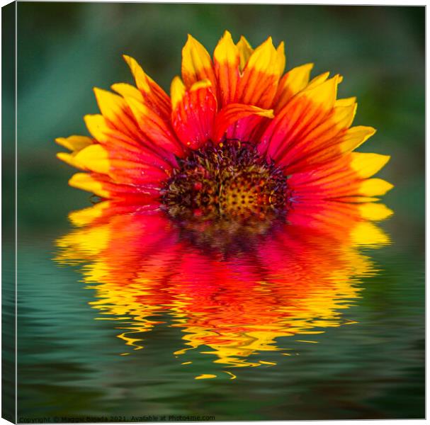 Reflection of Yellow-red Dahlias in water Canvas Print by Maggie Bajada