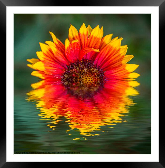 Reflection of Yellow-red Dahlias in water Framed Mounted Print by Maggie Bajada