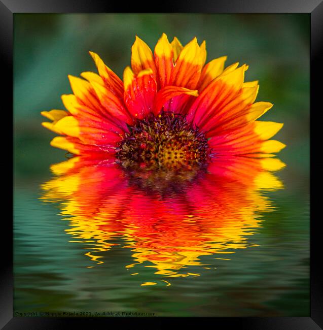 Reflection of Yellow-red Dahlias in water Framed Print by Maggie Bajada