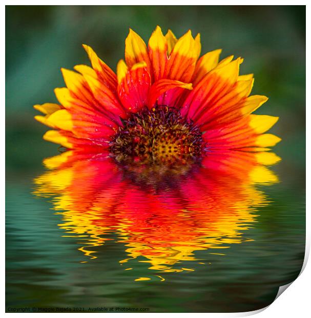 Reflection of Yellow-red Dahlias in water Print by Maggie Bajada