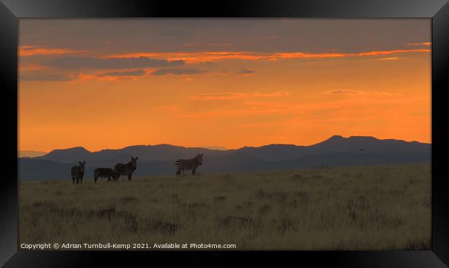 Mountain zebra at dawn Framed Print by Adrian Turnbull-Kemp