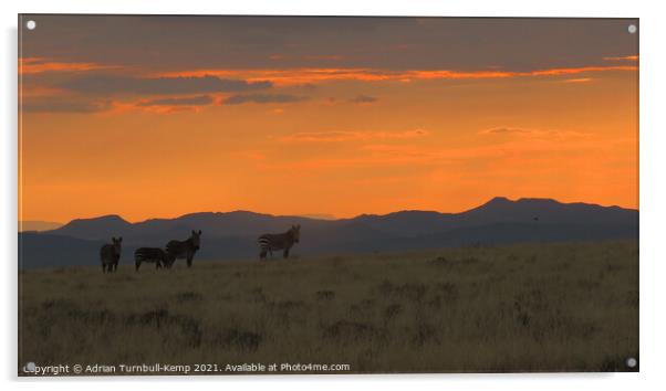 Mountain zebra at dawn Acrylic by Adrian Turnbull-Kemp