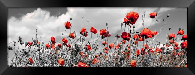 Field of poppies in colorkey Framed Print by Melanie Viola