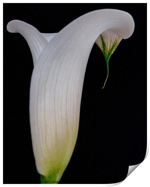 View Macro White Calla Lily Flower with black back Print by Maggie Bajada