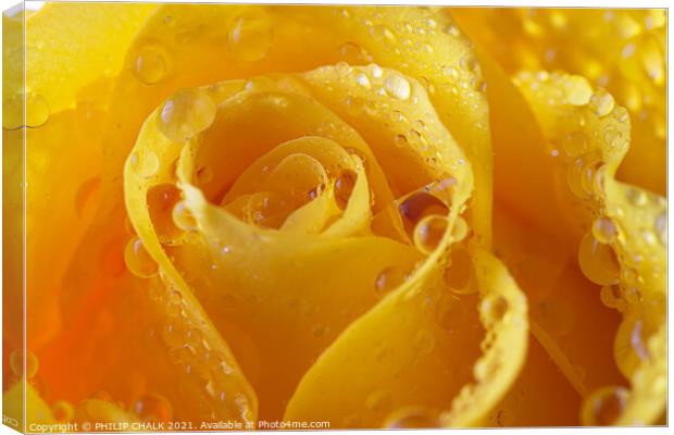 Yellow rose with water droplets 550 Canvas Print by PHILIP CHALK
