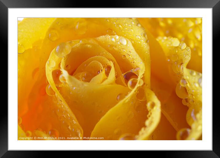 Yellow rose with water droplets 550 Framed Mounted Print by PHILIP CHALK