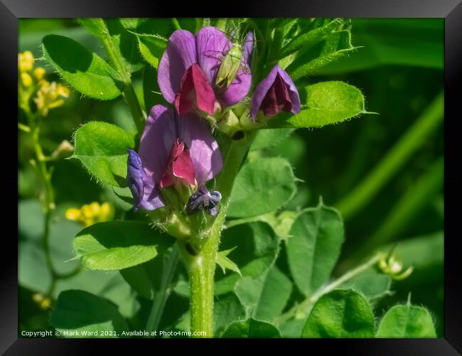 Purple Vetch Framed Print by Mark Ward