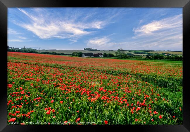 Isle Of Wight Poppies Framed Print by Wight Landscapes