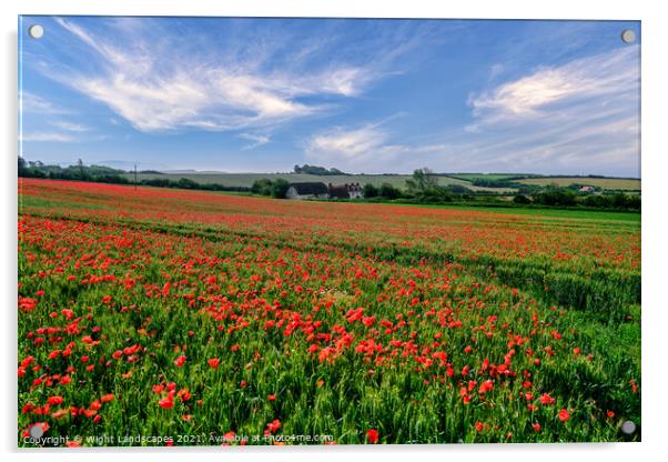 Isle Of Wight Poppies Acrylic by Wight Landscapes