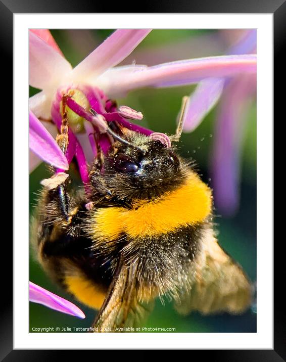 Bee enjoying some nectar lunch Framed Mounted Print by Julie Tattersfield
