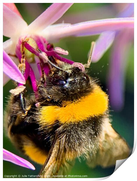 Bee enjoying some nectar lunch Print by Julie Tattersfield