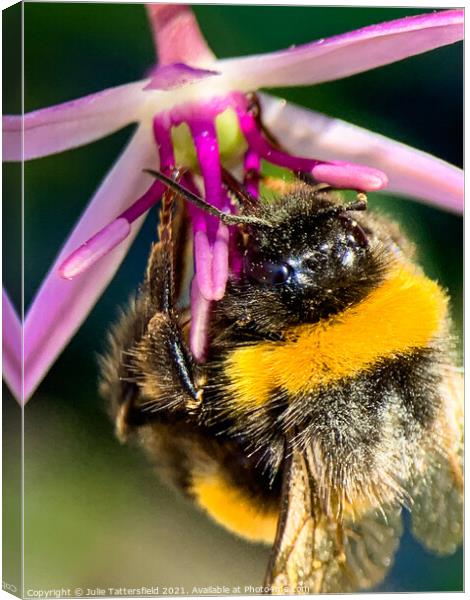 Bumble Bee's lunch! Canvas Print by Julie Tattersfield