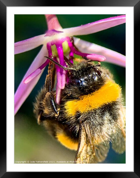 Bumble Bee's lunch! Framed Mounted Print by Julie Tattersfield