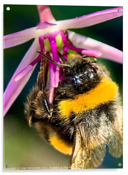 Bumble Bee's lunch! Acrylic by Julie Tattersfield