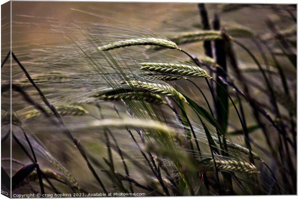 Wheat in the wind Canvas Print by craig hopkins