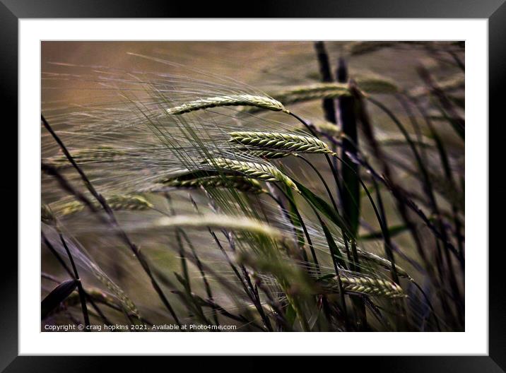 Wheat in the wind Framed Mounted Print by craig hopkins