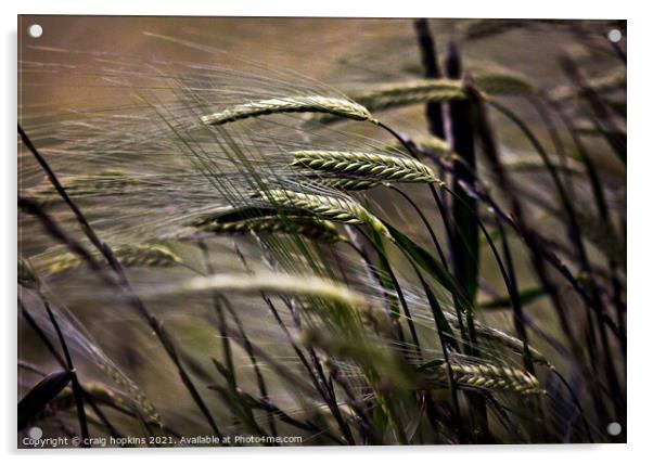 Wheat in the wind Acrylic by craig hopkins