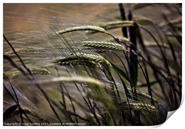 Wheat in the wind Print by craig hopkins
