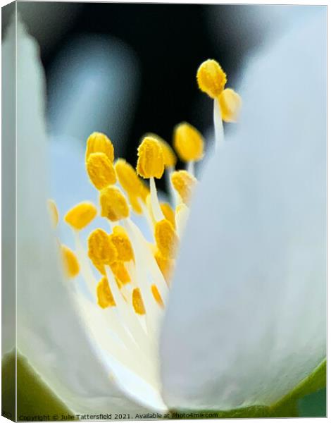 Pistil within the core of a brilliant white flower Canvas Print by Julie Tattersfield