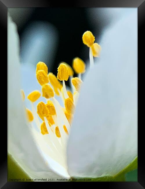 Pistil within the core of a brilliant white flower Framed Print by Julie Tattersfield