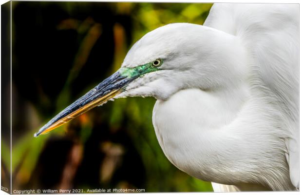 Great White Egret Florida Canvas Print by William Perry