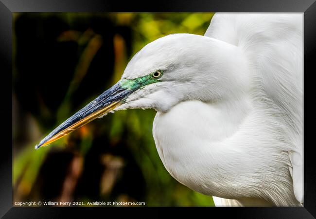 Great White Egret Florida Framed Print by William Perry
