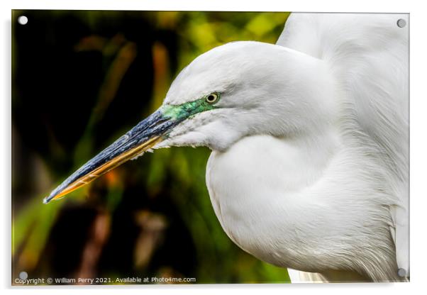 Great White Egret Florida Acrylic by William Perry