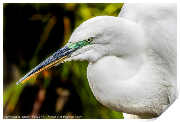 Great White Egret Florida Print by William Perry