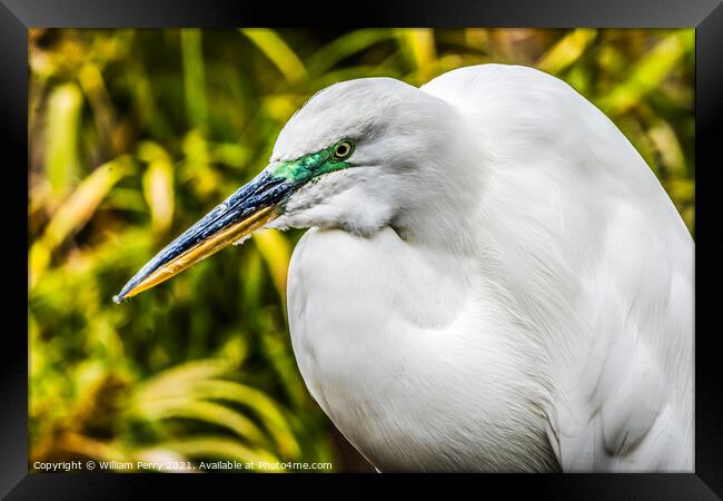 Great White Egret Florida Framed Print by William Perry