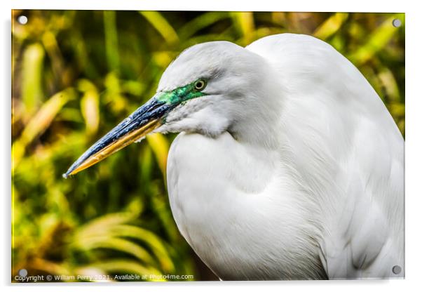 Great White Egret Florida Acrylic by William Perry