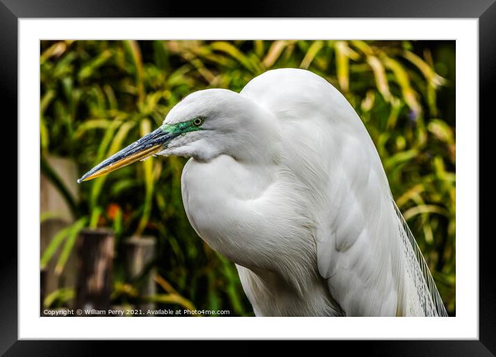 Great White Egret Florida Framed Mounted Print by William Perry