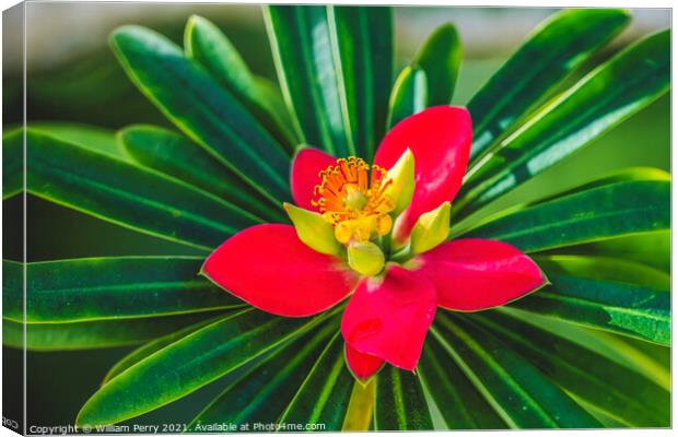 Red Yellow Clivia Flower Florida Canvas Print by William Perry