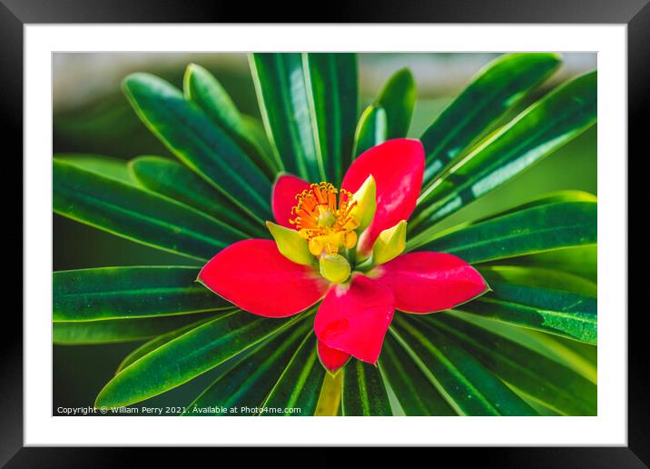 Red Yellow Clivia Flower Florida Framed Mounted Print by William Perry