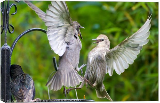 Mid-air fledglings in  debate as to who gets the l Canvas Print by Julie Tattersfield