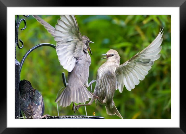 Mid-air fledglings in  debate as to who gets the l Framed Mounted Print by Julie Tattersfield