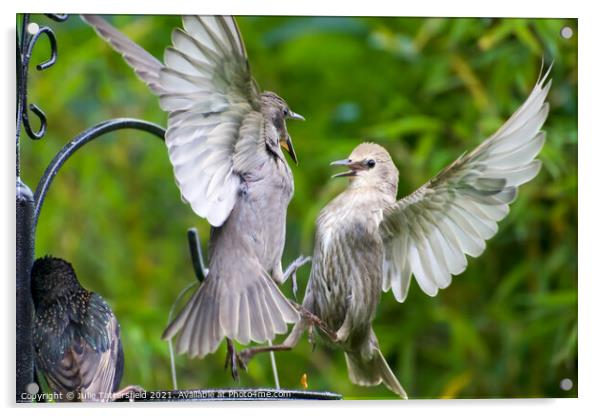 Mid-air fledglings in  debate as to who gets the l Acrylic by Julie Tattersfield