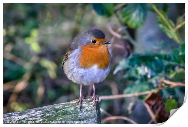 A Robin resting in the wood Print by Phil Longfoot