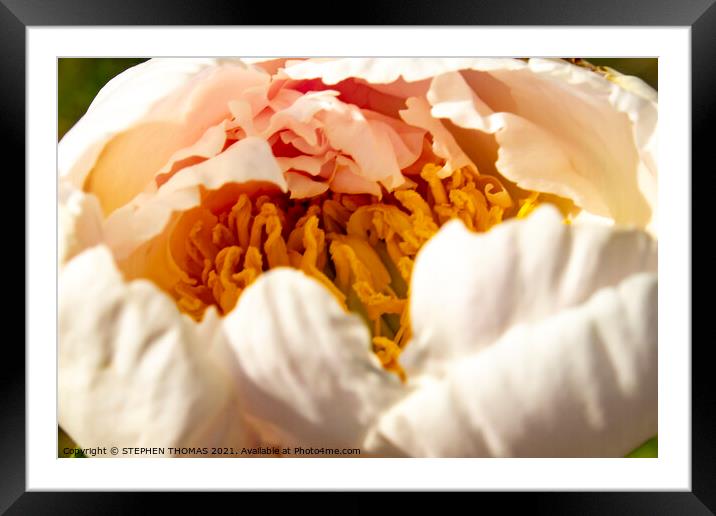 Peony, The Gold Inside Framed Mounted Print by STEPHEN THOMAS
