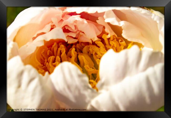Peony, The Gold Inside Framed Print by STEPHEN THOMAS
