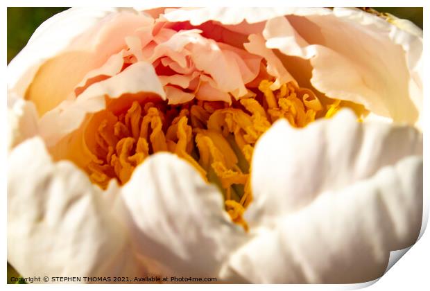 Peony, The Gold Inside Print by STEPHEN THOMAS