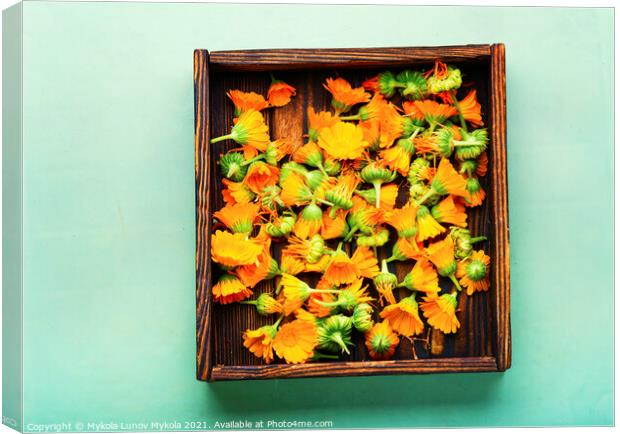 Marigold flowers or calendula,Chinese herbal medicine Canvas Print by Mykola Lunov Mykola